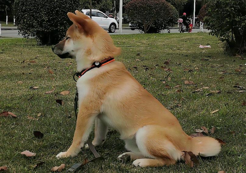 野·良犬